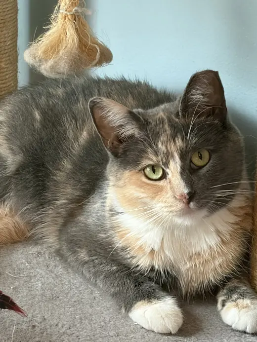 Lady Marmalade (Admiral Apricott)