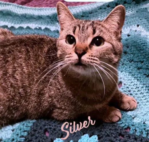 Silver #cuddle-queen