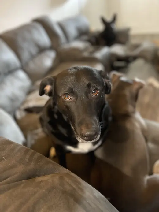 COURTESY POST: Dobby