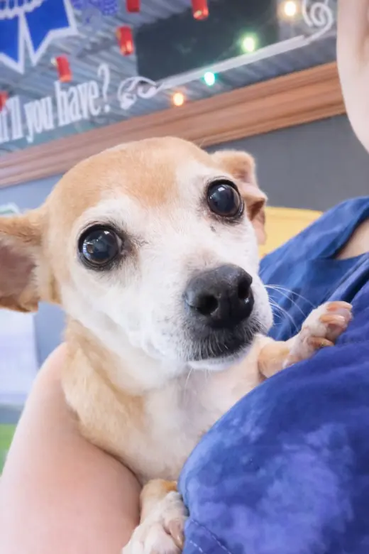 Sugar Chi