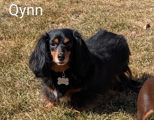 Qynn