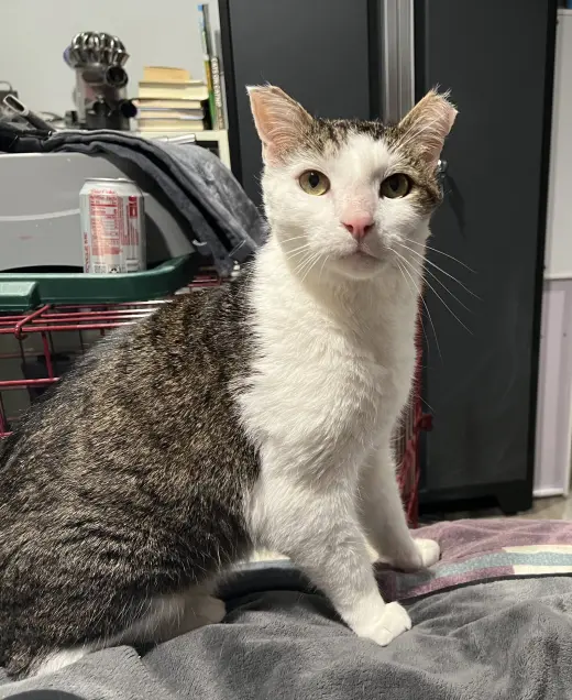 Gonzo - (FIV+ in foster)