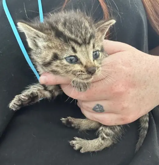 SUPER KITTY