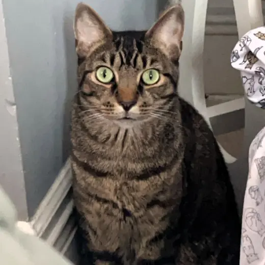 Wilbur