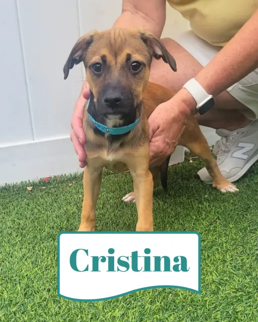 Isabella Pup - Cristina