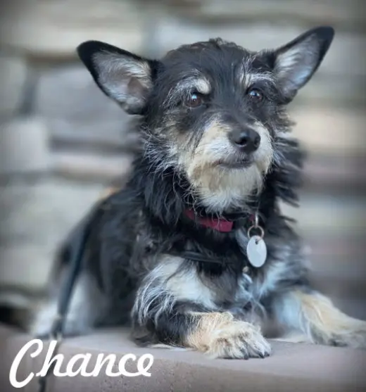 Chance