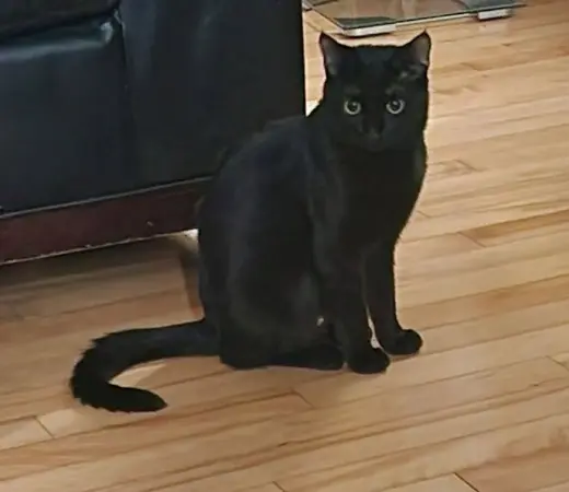 Shuri (aka Goose)