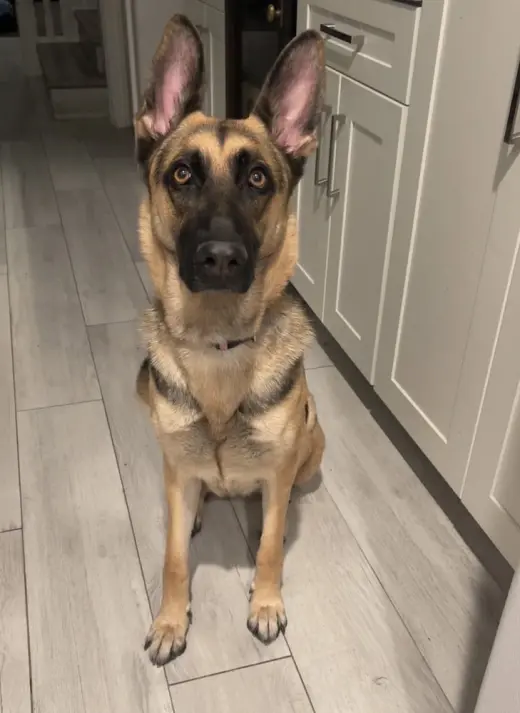 Koda