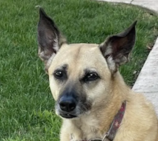 Kaili