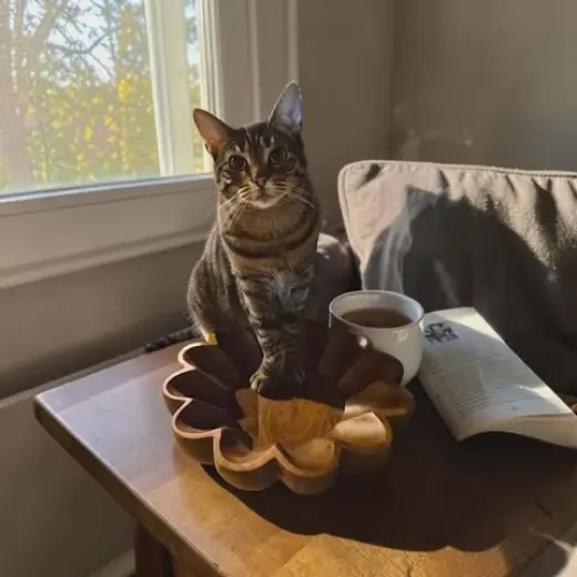 Macy (FELV+ Foster cat)