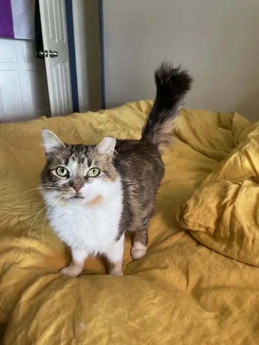 Sasquatcmo