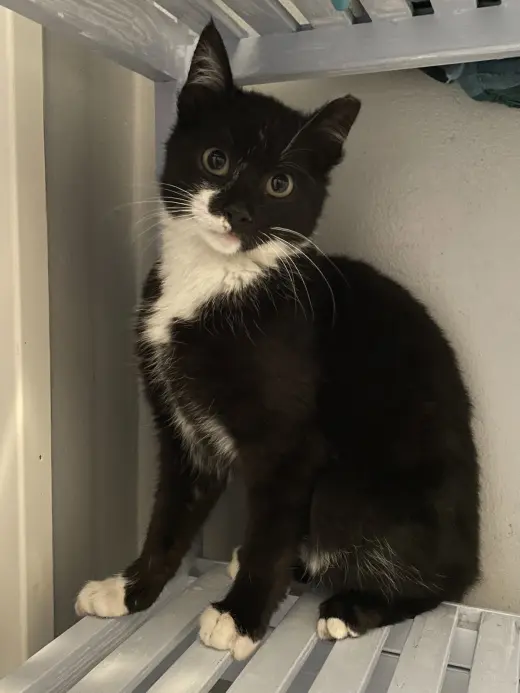 Rocket