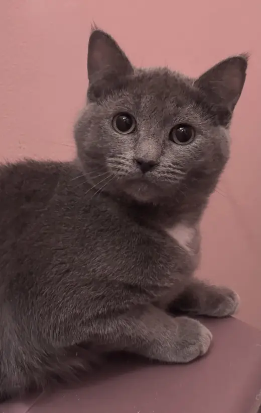 Mochi