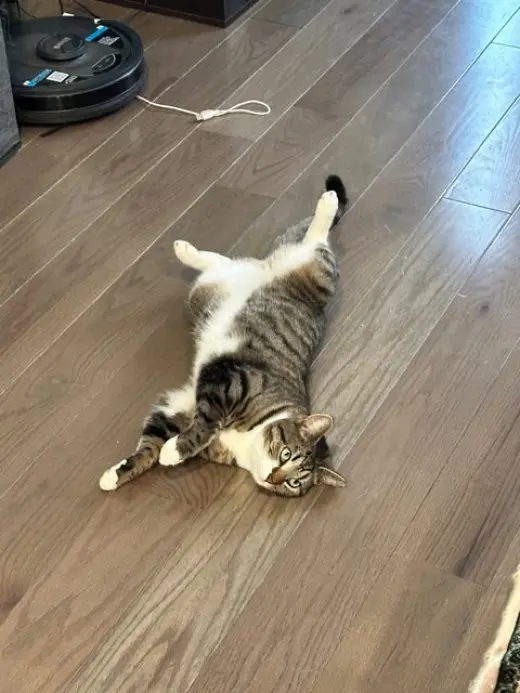 Kitty