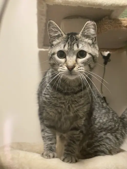 Juno