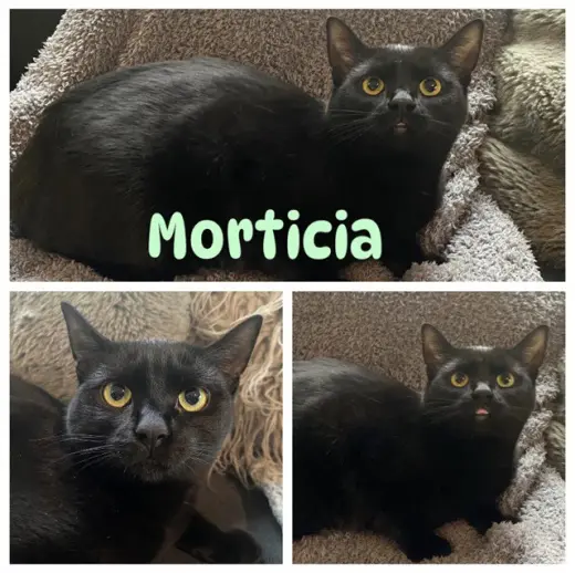 MORTICIA