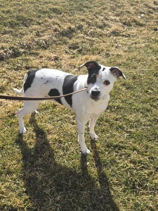 TASHA