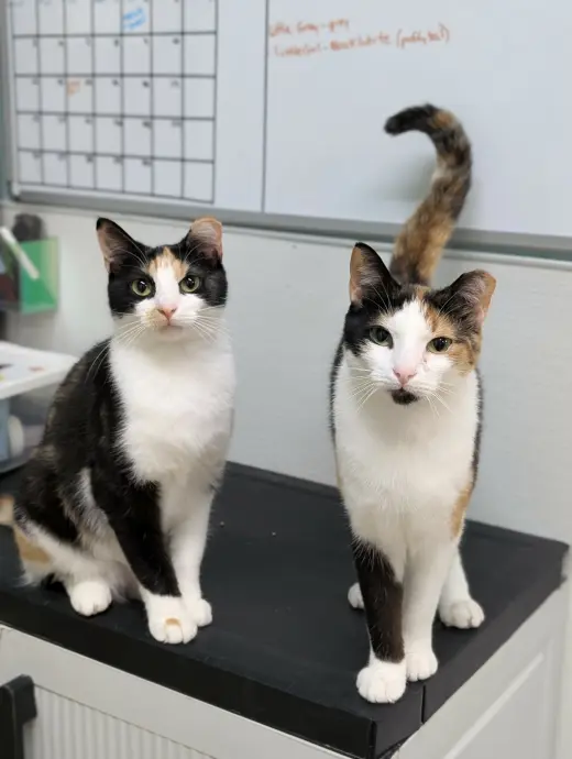 Chloe AND Zoey