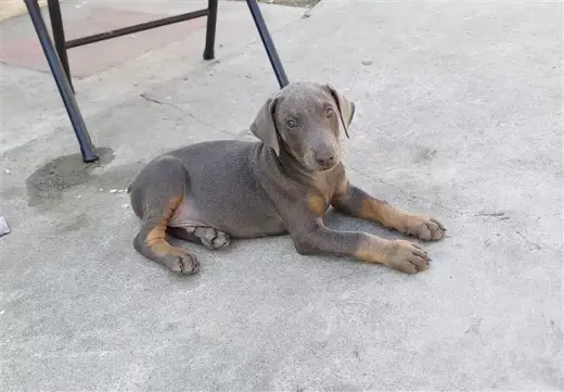 Purebred Blue Doberman