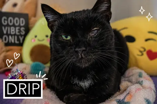 Drip: Medical Foster Requested (FCID 02/09/26-30)