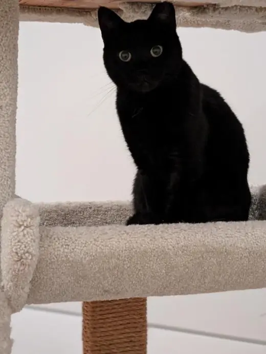 Chloe