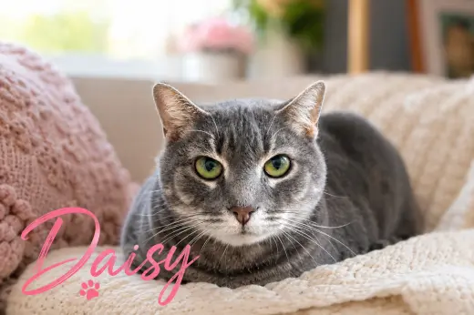 Daisy (FCID# 02/09/2026 - 37 Trainer)