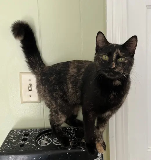 Penny