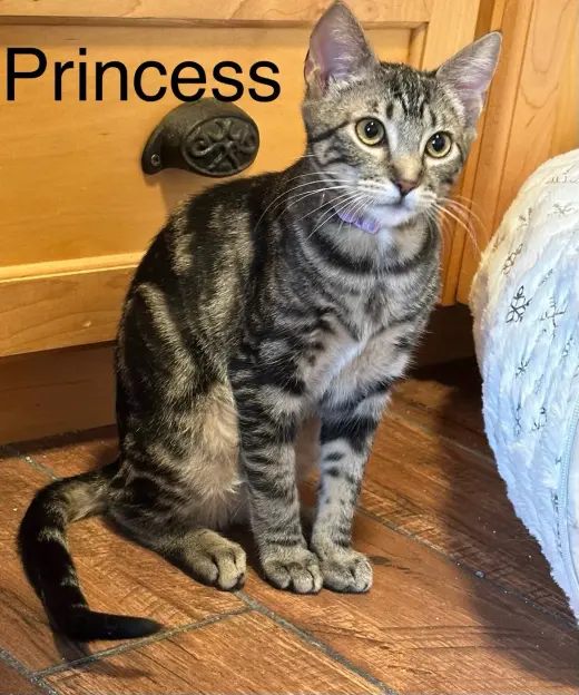 Princess