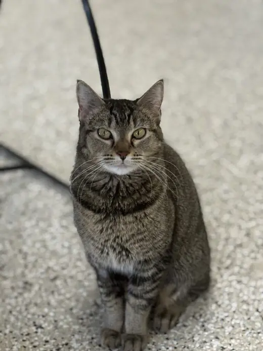 Nala