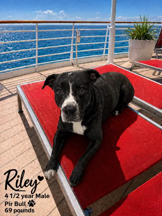 RILEY  – 3 YEAR MALE PIT BULL MIX