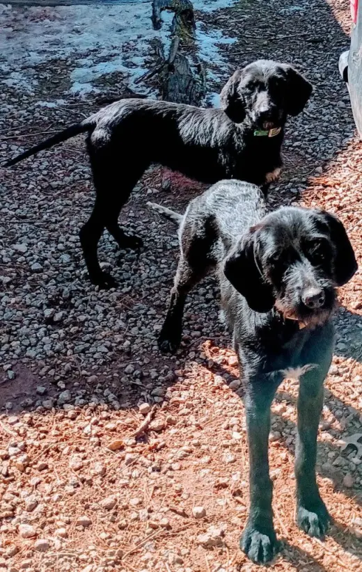 Yin Yang (Courtesy Post)