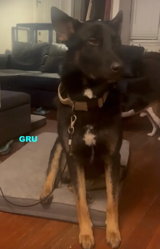 GRU