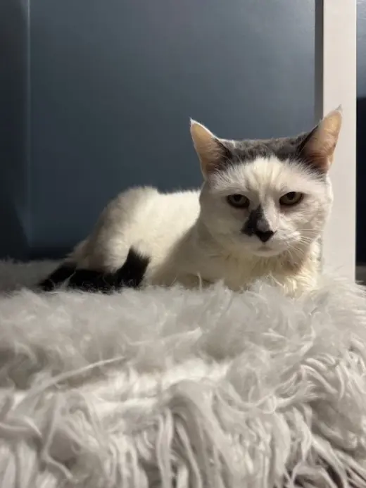 Money - Declawed!