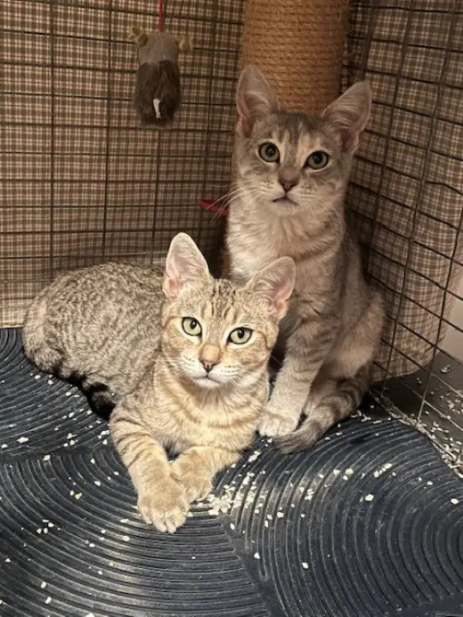 Mackey and Molly