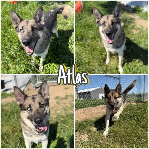 Atlas - Long Term Resident Sponsored