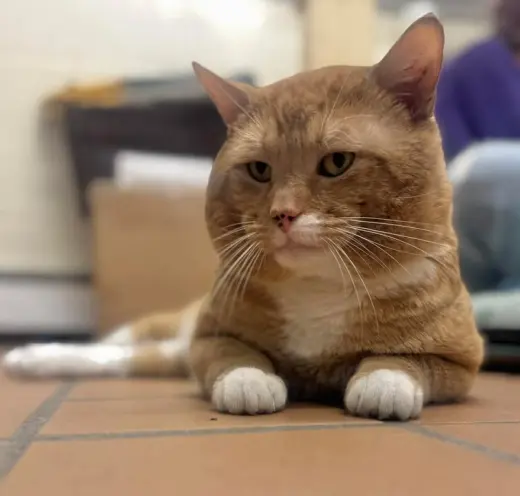 Archie