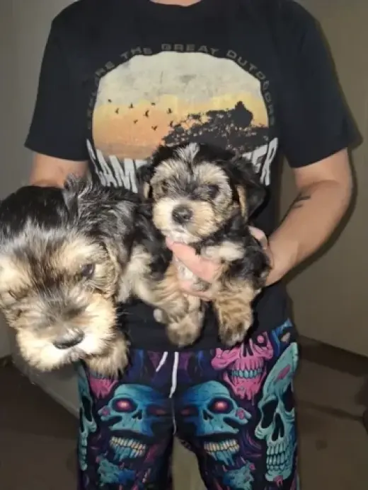 Adorables cachorros Yorkshire