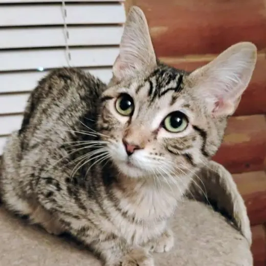 Mr. Bingley - AC Kitty!