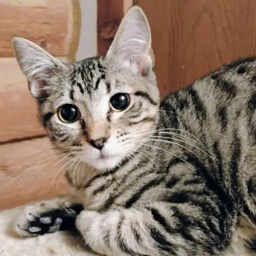 Mr. Bennet - AC Kitty!