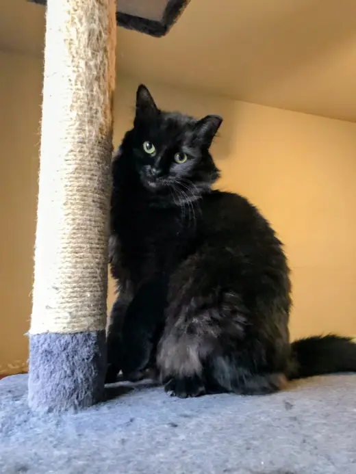 Meesha