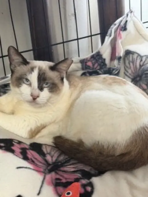 Ella