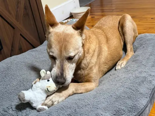 Helen (10yo, 40lbs)