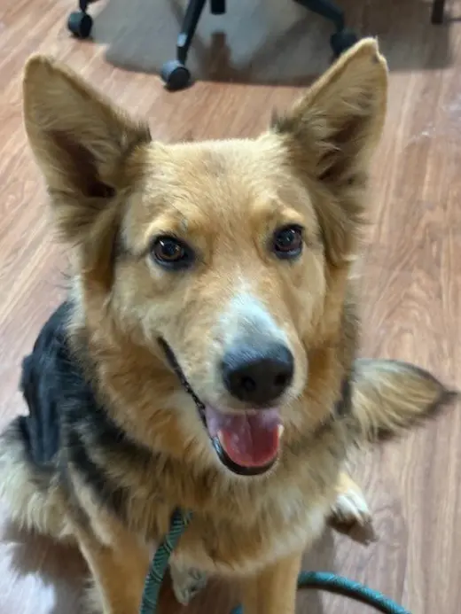 Heidi