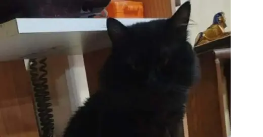 Luca