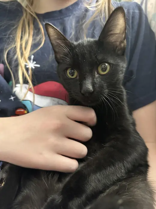 Zoey KITTEN
