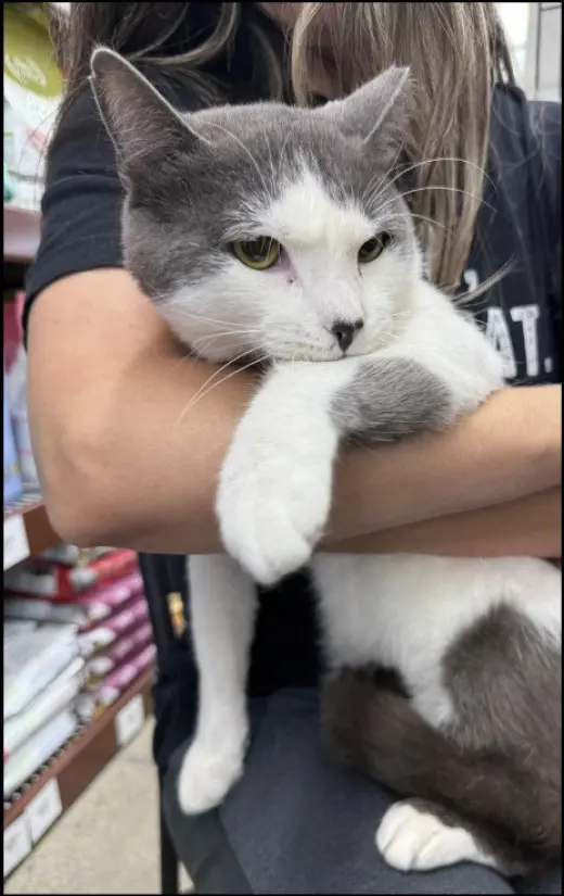 Smudge (FIV+)