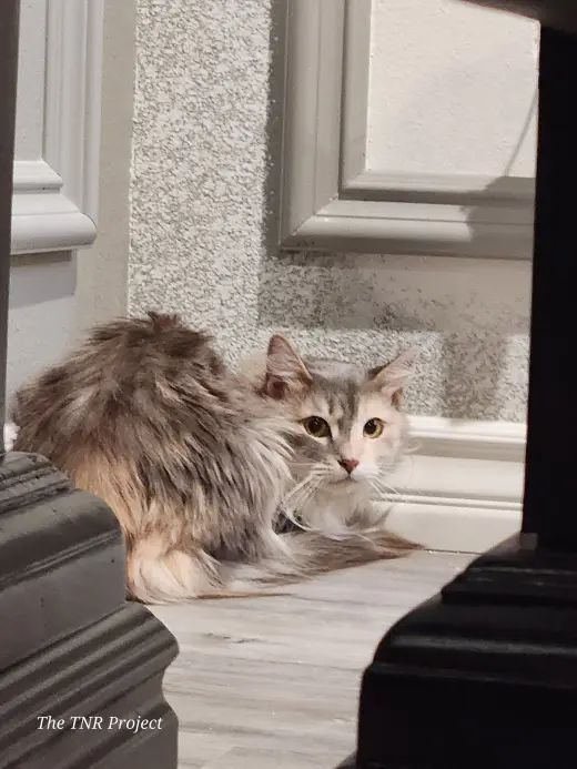Serafina