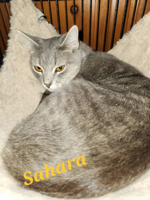 Sahara