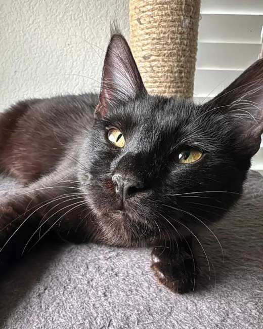 Castor (Chocolate tabby)
