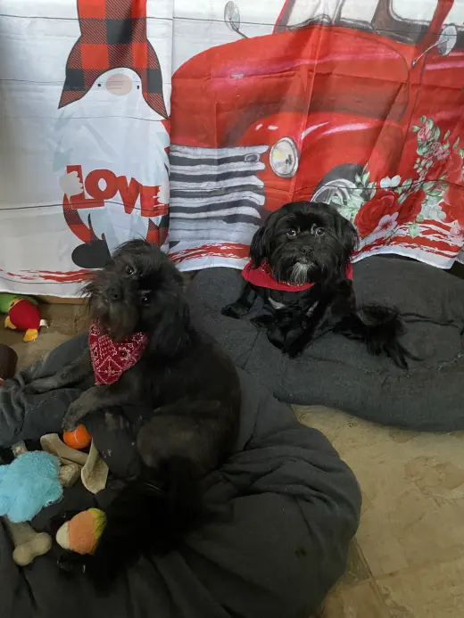 Teddy & Bear 2